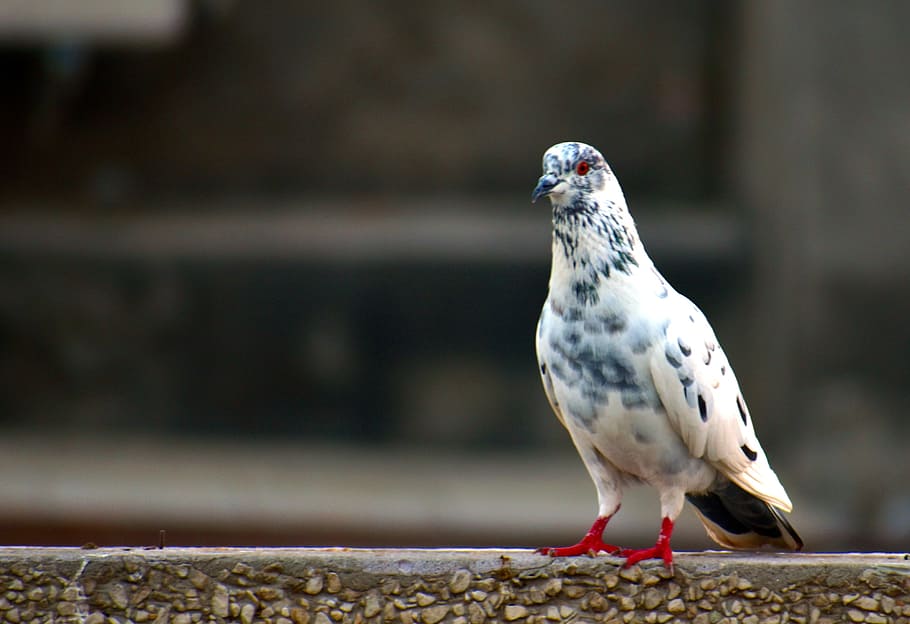 white grey pigeon, domestic pigeon, bird, cross-breed, vertebrate