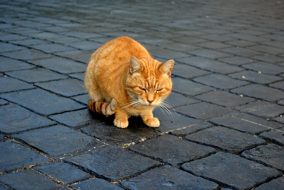 cat, red cat, pet, domestic Cat, pets, animal, cute, feline HD wallpaper