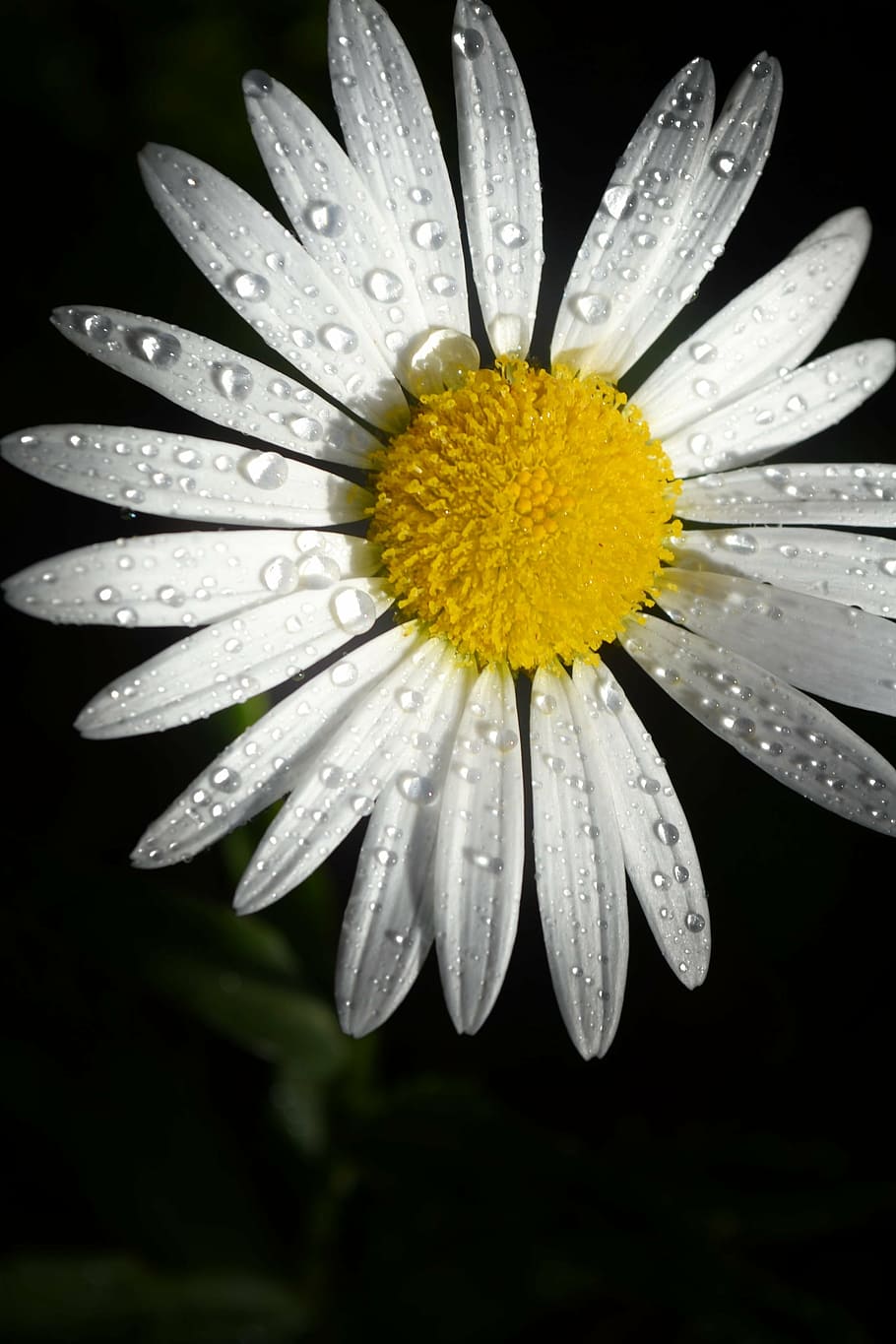 shallow focus of white and yellow flower, bloom, blossom, close-up HD wallpaper