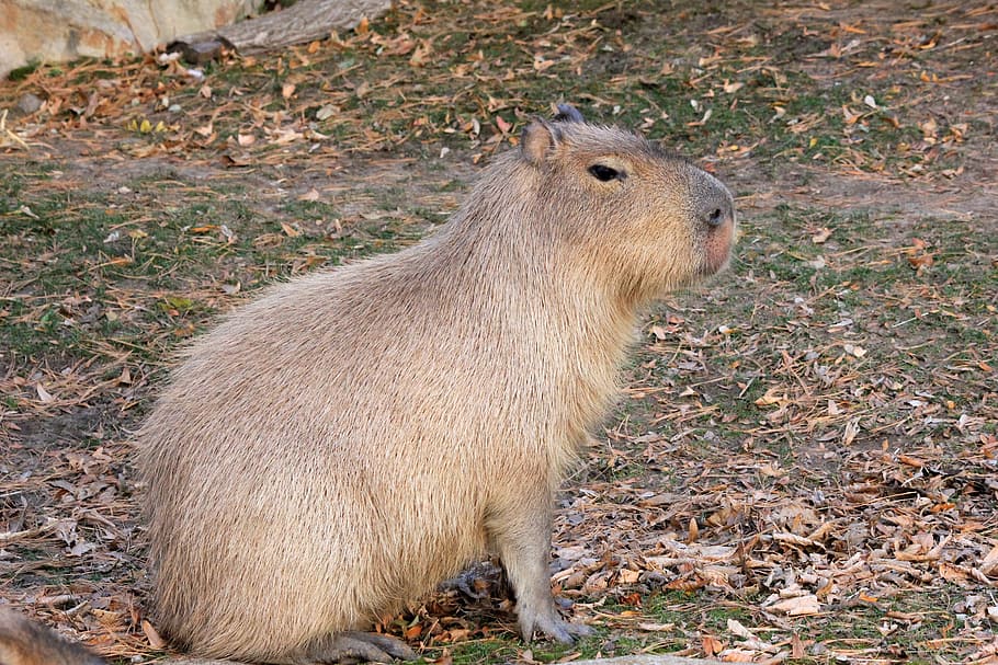 Capybara, Rodent, Animal, Wildlife, zoology, mammal, species, HD wallpaper