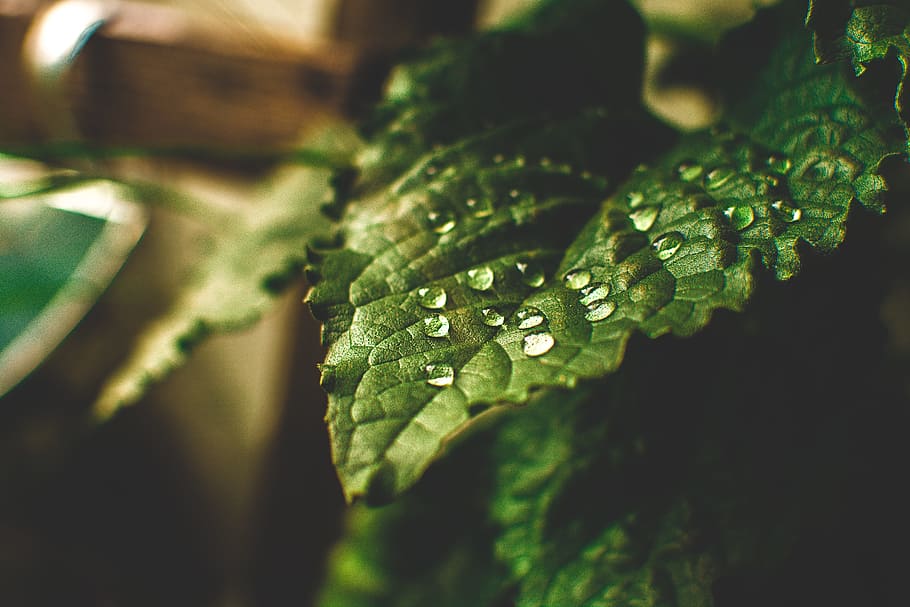 close-up photography of water drops on green leaf, drip, nature HD wallpaper
