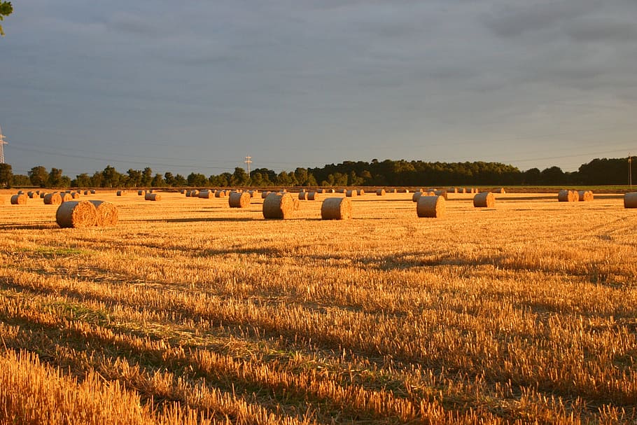 Summer, Straw, Field, Sunset, Landscape, autumn, farm, agriculture HD wallpaper