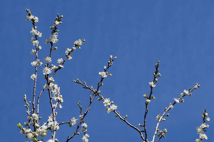 spring, flowers, tree, branches, nature, sky, blue, plant, no people HD wallpaper