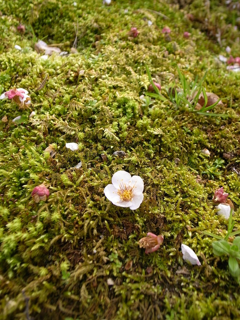 plum, moss, shedding, flower, flowering plant, freshness, beauty in nature HD wallpaper