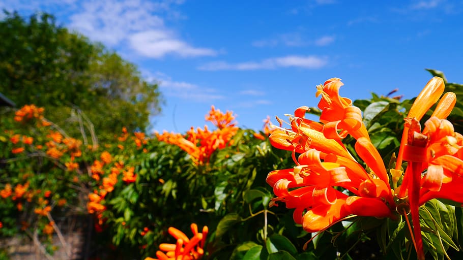 plant, natural, flower, flowering plant, freshness, growth HD wallpaper