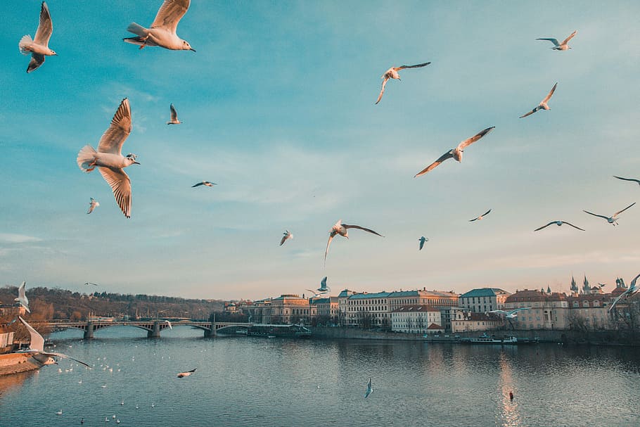 gull flying above body of water, birds flying over river of town HD wallpaper