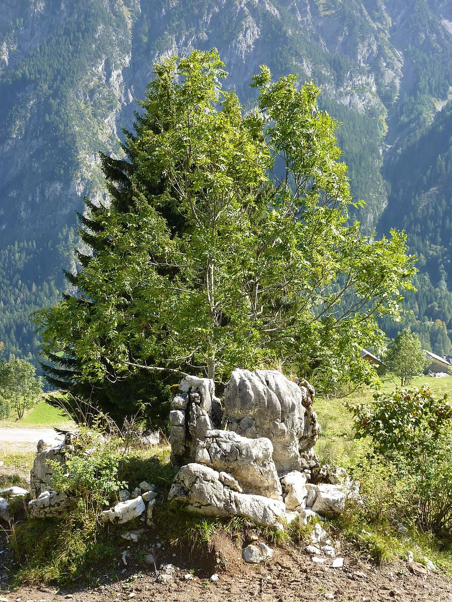 Nature, Silent, Tree, Landscape, Rest, atmospheric, mood, no people HD wallpaper