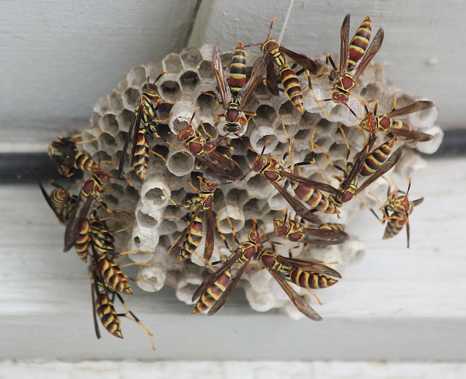 wasp, insect, bug, sting, striped, pest, close-up, table, no people HD wallpaper