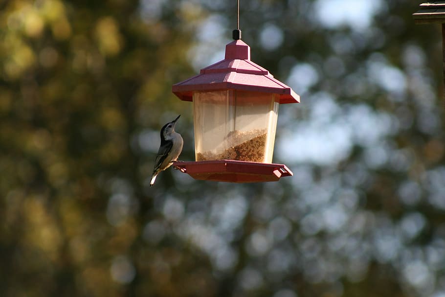 bird, feeder, summer, bird feeder, focus on foreground, animal themes HD wallpaper