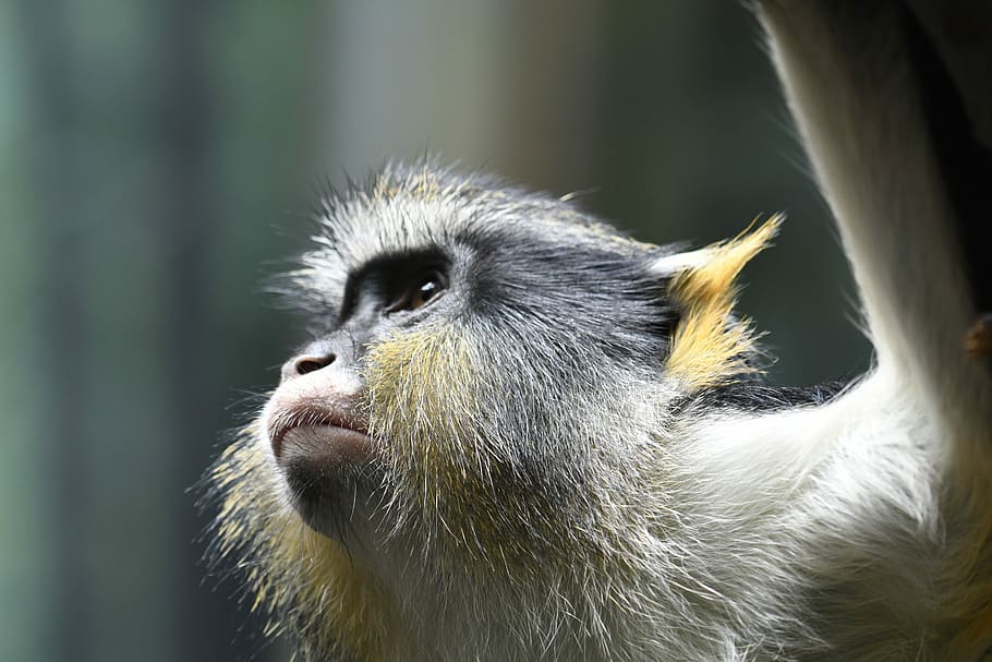 Black and white monkey 1080P, 2K, 4K, 5K HD wallpapers free download ...