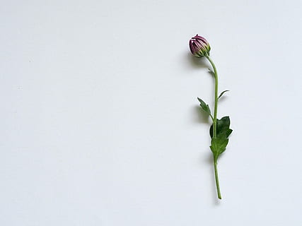 flower on white background, red rose on white surface, nature HD wallpaper