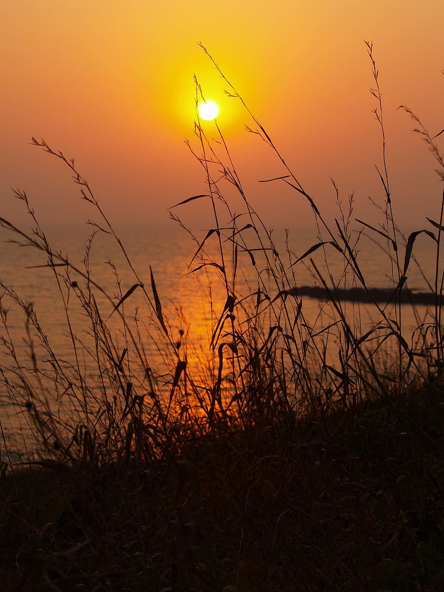 sunset photo, india, wild grass, silhouette, sea, reflection HD wallpaper