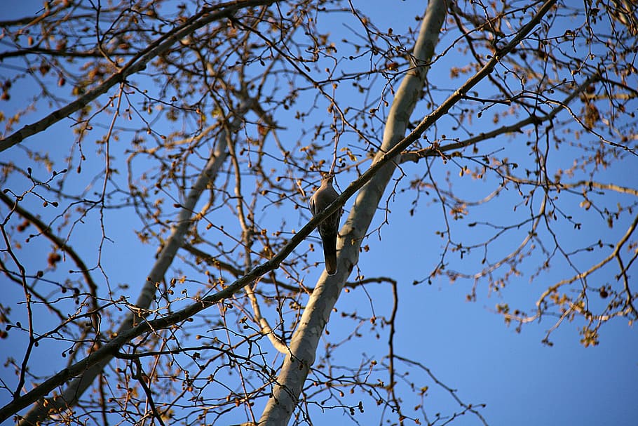 bird, spring, trees, blue sky, flowering, branch, nature, outdoors HD wallpaper