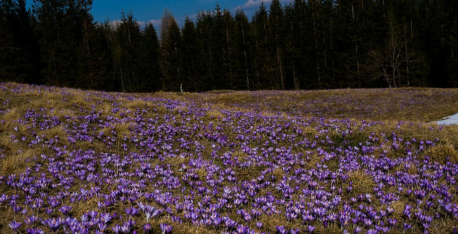 Flower, Crocus, Meadow, Spring, mountains, purple, nature, lavender HD wallpaper