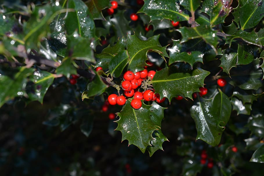 holly, ilex, berries, red, plant, fruits, food and drink, leaf, HD wallpaper