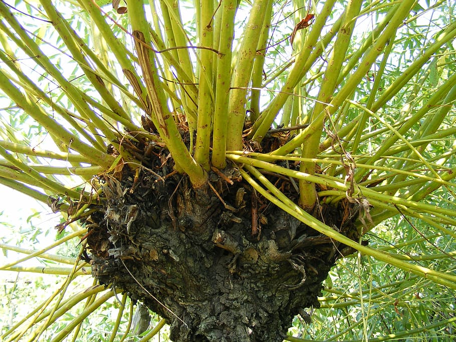 branches, tree, trunk, weeping, willow, yellow, plants, growth HD wallpaper