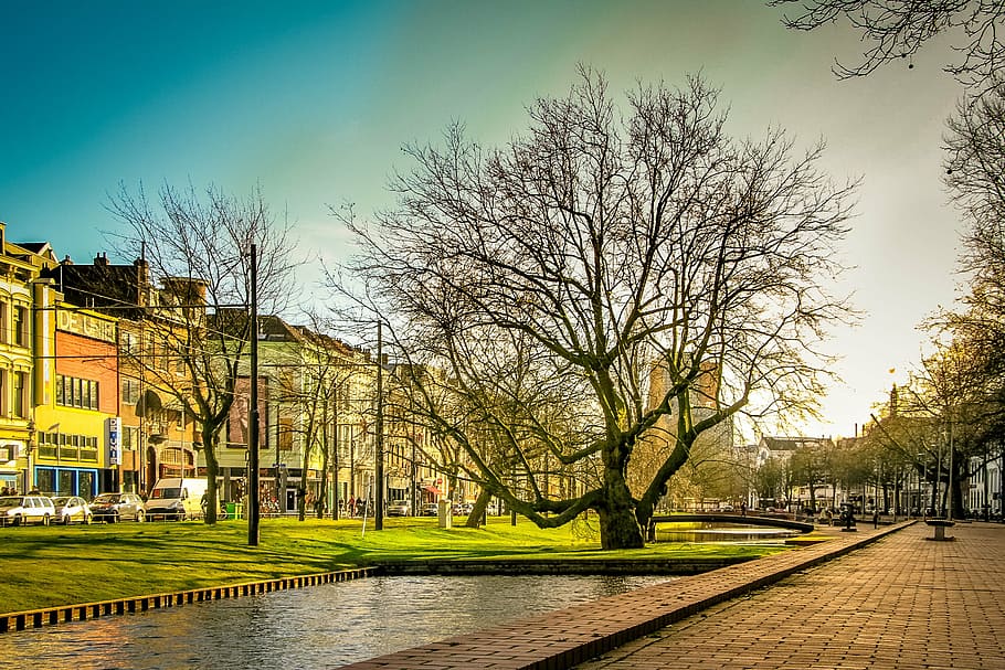 rotterdam, green, tree, sunlight, colors, plant, netherlands HD wallpaper