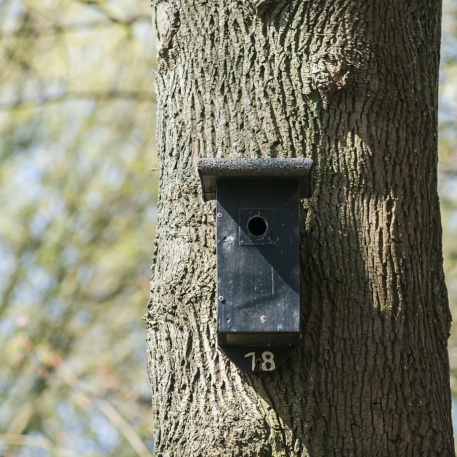 nest box, birdhouse, forest, nature, spring, tree, move, 18, HD wallpaper
