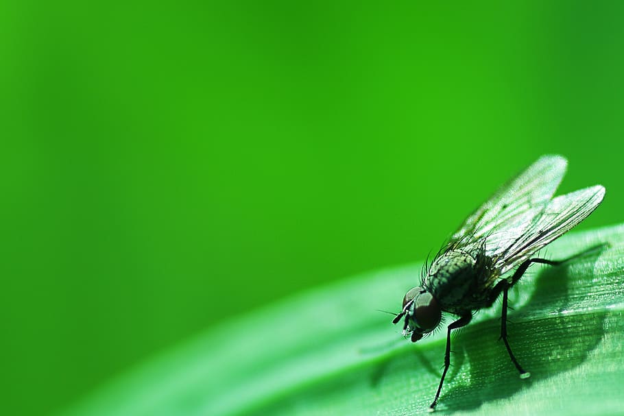 insect, nature, leaf, fly, invertebrate, green color, animal wildlife HD wallpaper