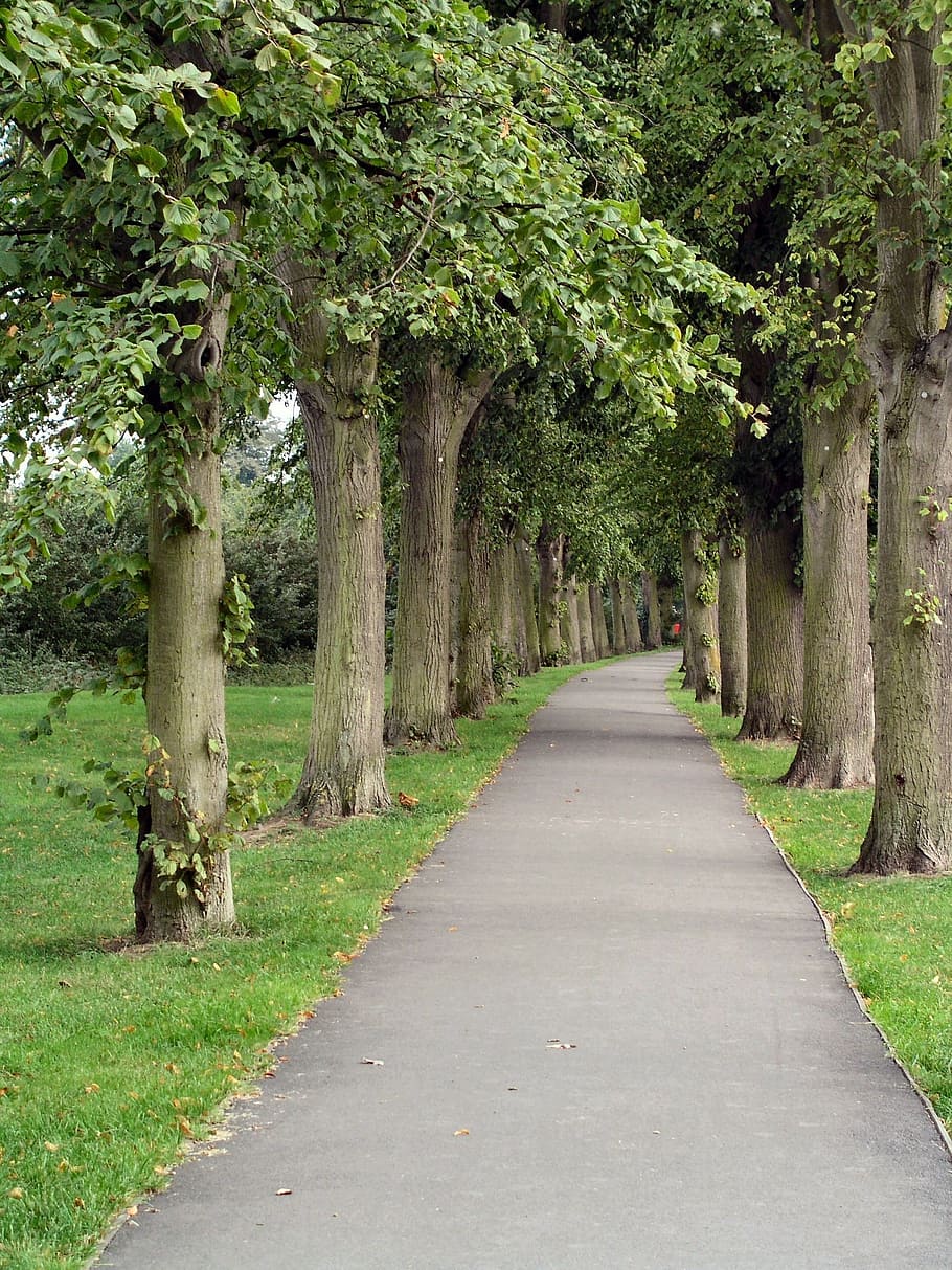 path, trees, park, plant, the way forward, direction, growth HD wallpaper
