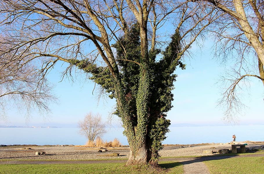 Tree, Ivy, Entwine, Sky, Lake, lake constance, mood, bare tree HD wallpaper