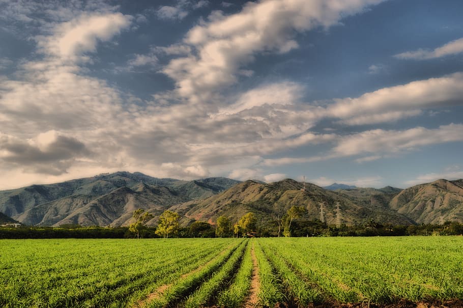 mountains, crops, cane, field, clouds, sky, green, agriculture HD wallpaper