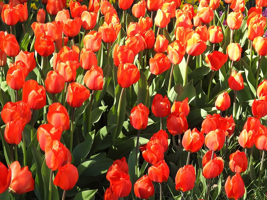 tulips, flower, spring, floral, nature, blossom, green, fresh HD wallpaper