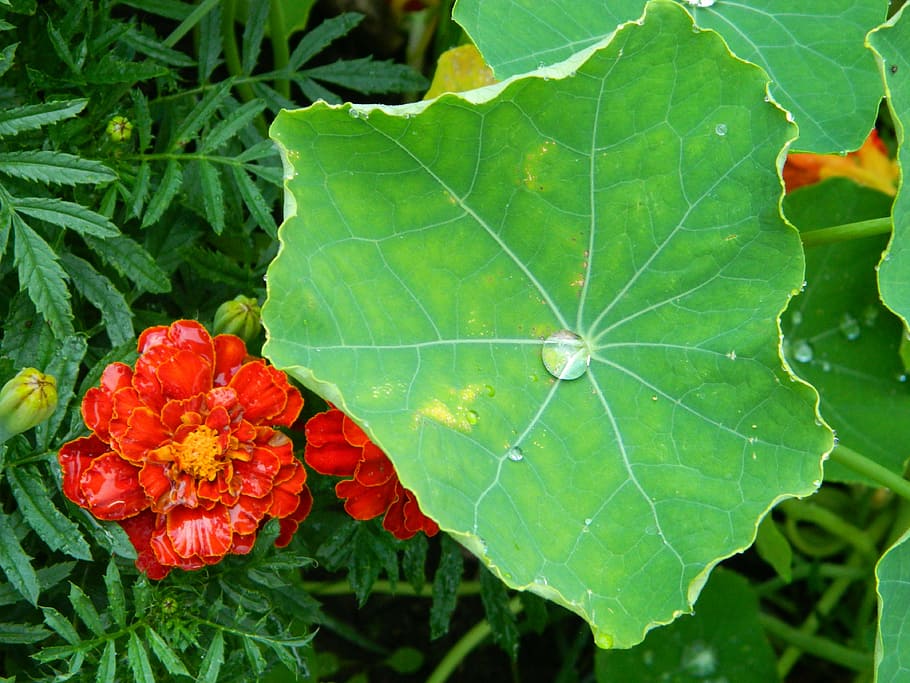 flower, rosa, drop, sheet, nature, garden, marigold, flowers HD wallpaper