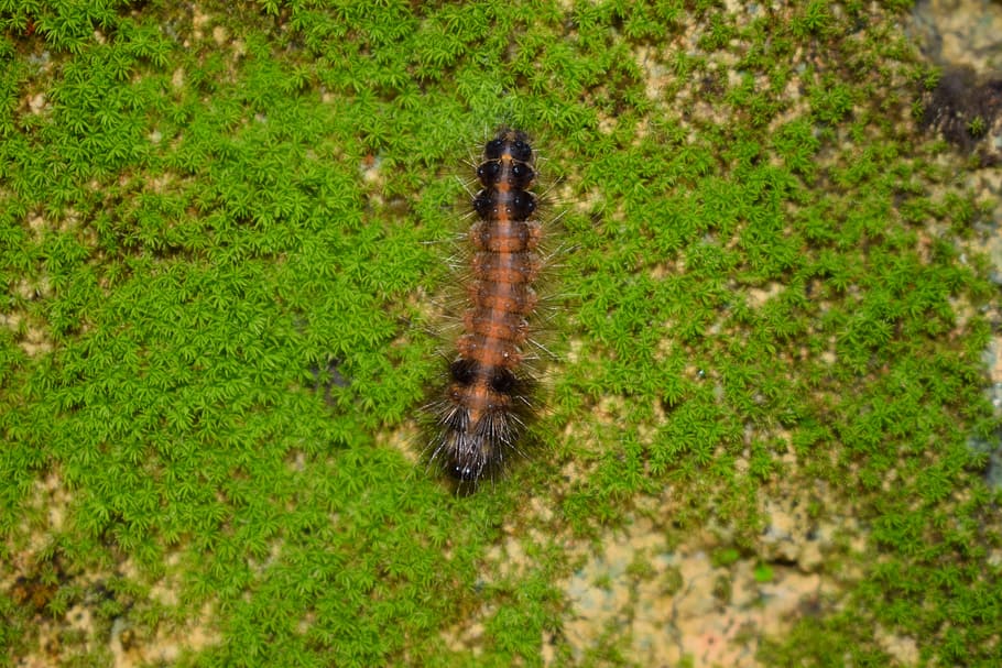 Worm, Nature, Environment, green, natural, one animal, animals in the wild HD wallpaper