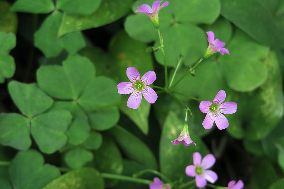 plant, flower, nature, leaf, flowering plant, growth, freshness HD wallpaper