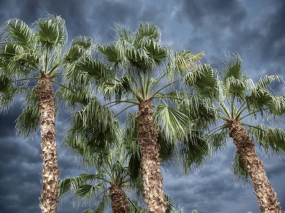 Bark, Palm Tree, Desert, Nature, leaves, natural, plant, dark sky HD wallpaper
