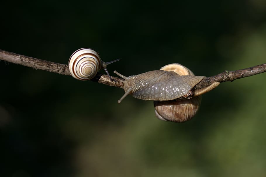 snails, casey, hooked, shell, horns, animal wildlife, animal themes HD wallpaper