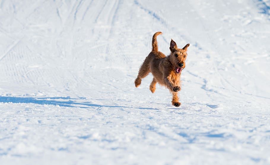 brown dog running on snowfield, wirehaired tan dog running across the snow field, HD wallpaper