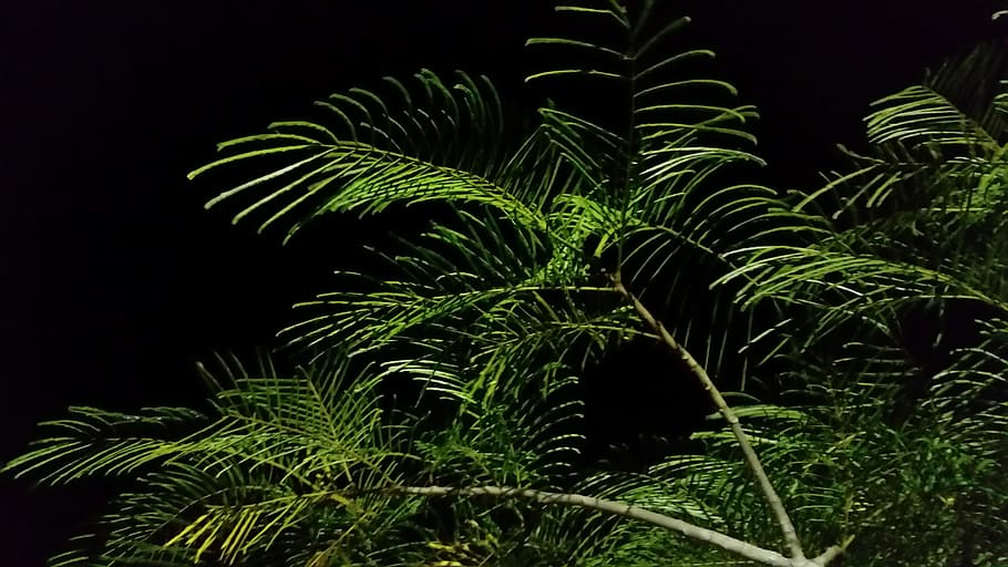 night, tree, leaves, leaf, plant, growth, plant part, palm tree HD wallpaper