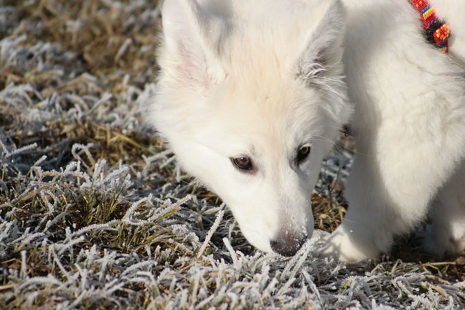 pet, dog, white, face, small dog, puppy, wuschelig, sniffing HD wallpaper