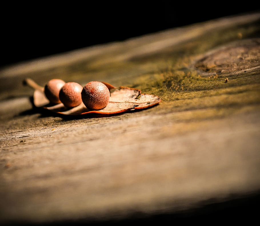 depth of field photography of three round fruits, shallow focus photo of three round brown fruits HD wallpaper