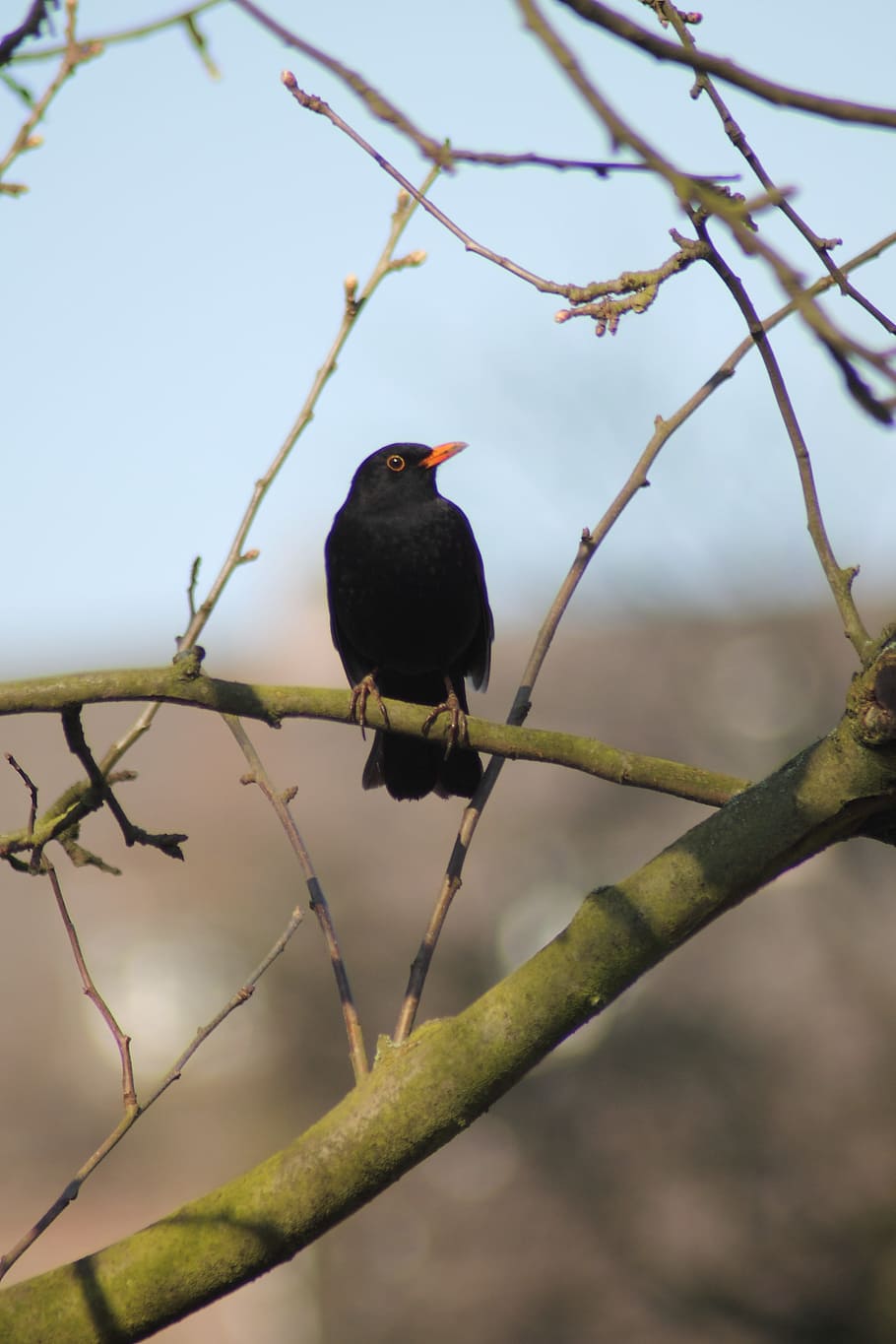 Blackbird, Male, Throttle, blackbird male, animal, bird on branch, HD wallpaper