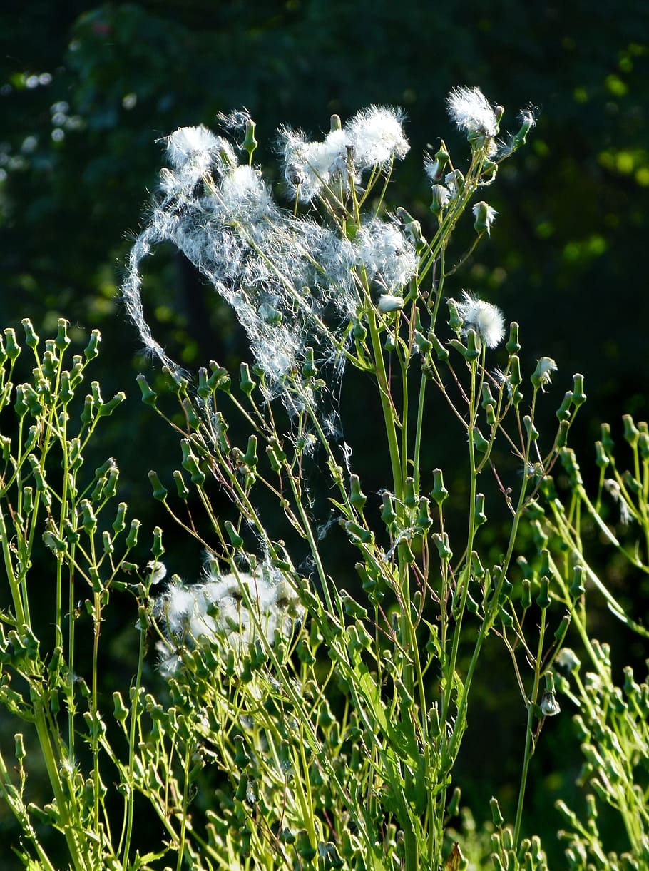 burnweed, fluffy, plant, wild, growth, close-up, nature, focus on foreground HD wallpaper