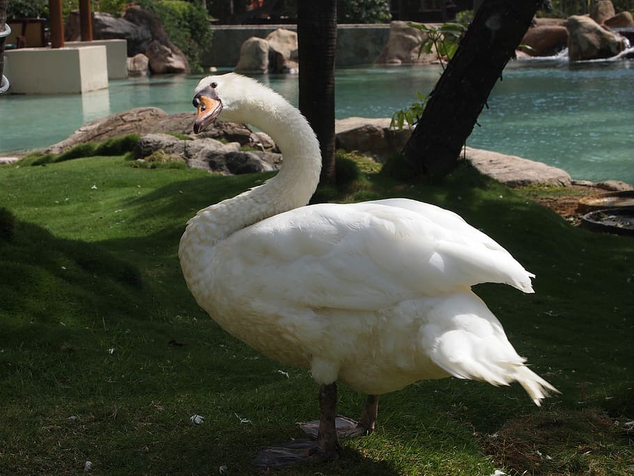Goose, White Feathers, Bird, Animal, duck, wings, nature, outdoors HD wallpaper