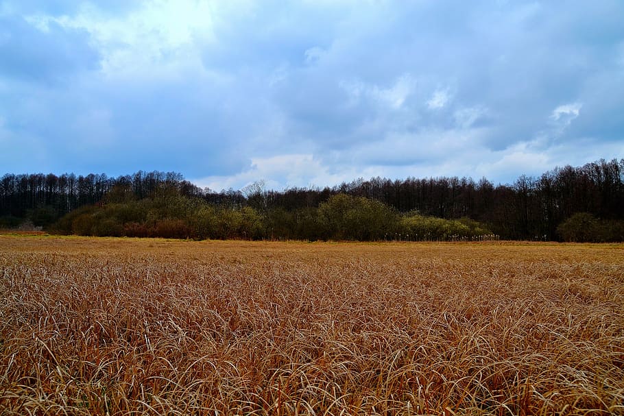 field, meadow, clouds, nature, landscape, green, forest, autumn HD wallpaper