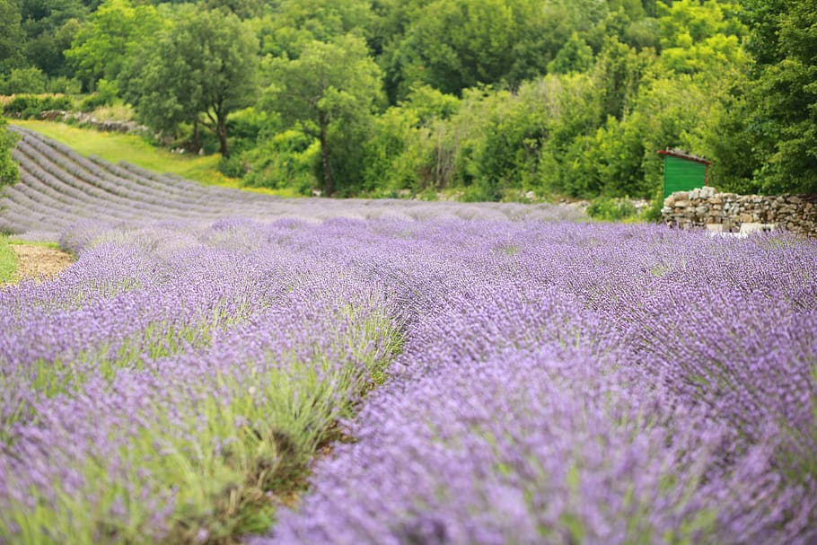 lavender, fields, violet, plant, flower, beauty in nature, flowering plant HD wallpaper