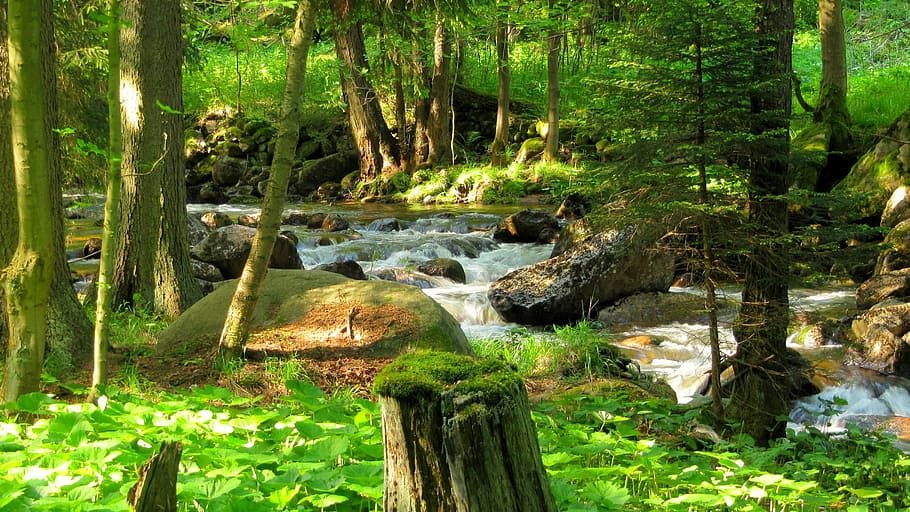 forest, river, nature, trees, landscape, outdoors, scenics HD wallpaper
