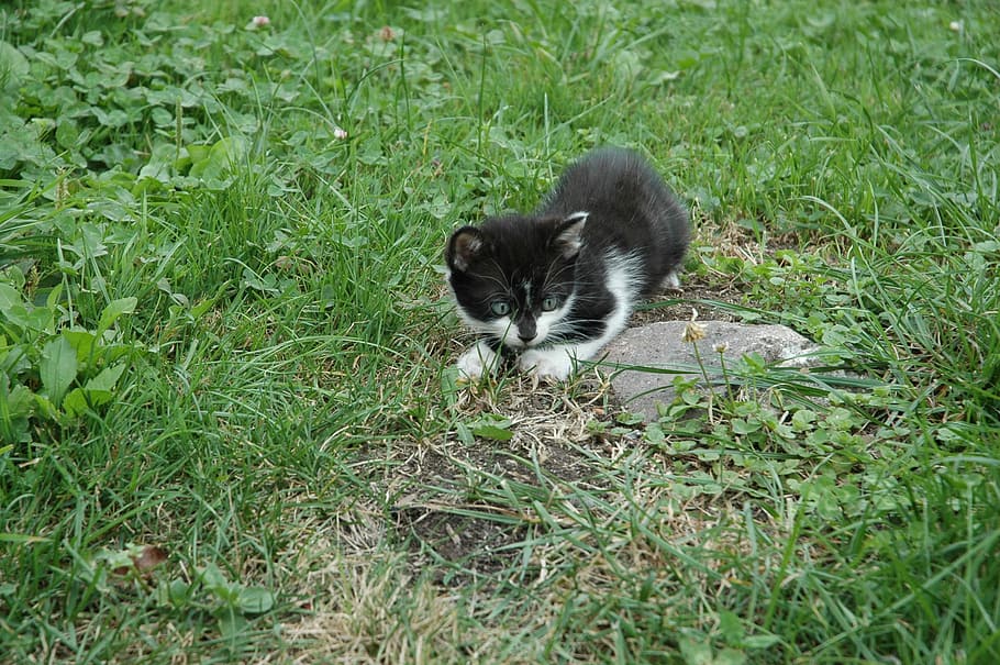 Kitten, Playful, Pet, Domestic Cat, young, black, white, one animal HD wallpaper