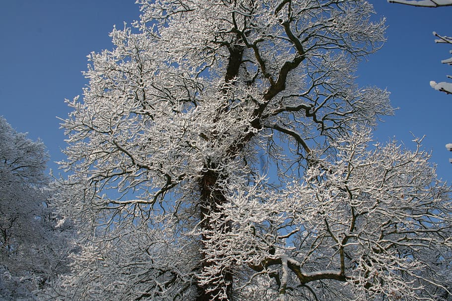 frost, nature, winter, tree, frozen, branches, plant, sky, no people HD wallpaper