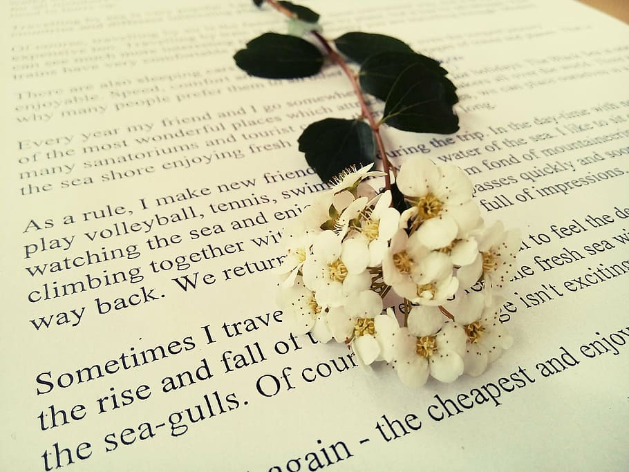white cluster flowers on white paper closeup photography, book HD wallpaper