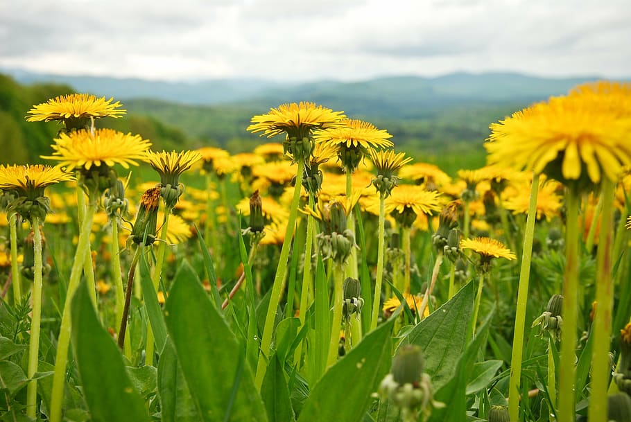dandelions, spring, mountains, view, vermont, yellow, flowering plant HD wallpaper