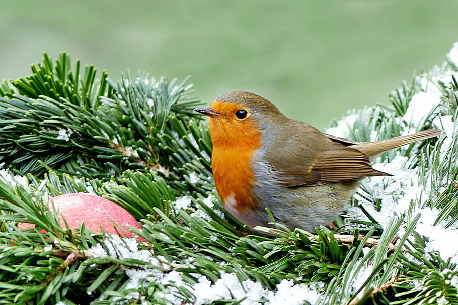 orange and brown bird, robin, erithacus rubecula, winter, garden HD wallpaper