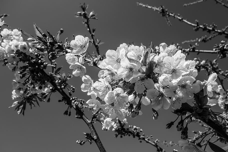 cherry blossom, flower, spring, cherry blossoms, nature, branch HD wallpaper