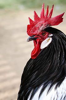macro photography of a rooster, hahn, cockscomb, portrait, poultry HD wallpaper