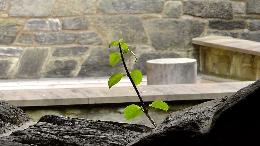 green plant on gray concrete surface, live, stone, stone wall HD wallpaper